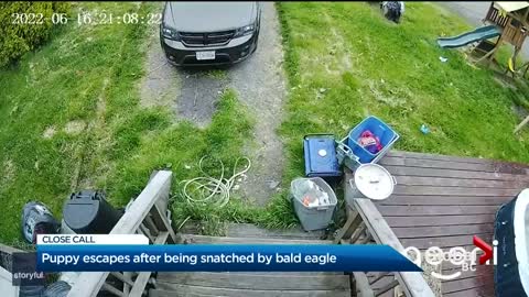 Video shows moment eagle swoops down and grabs small dog out of BC yard