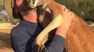 Kangaroo Kisses