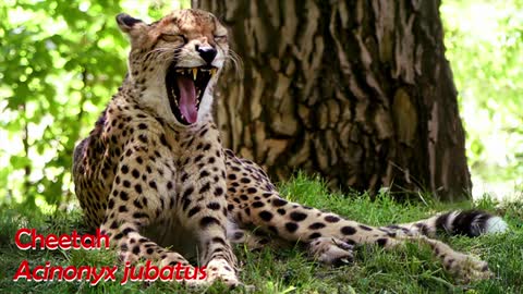 Top 10 Most Beautiful Big Cats