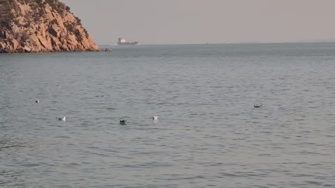 Small harbor, Gull, and fishing.