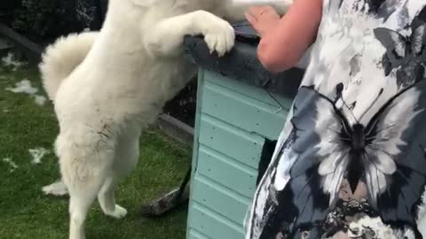 Doggo is Jealous that Neighbor Dog is Getting Pets