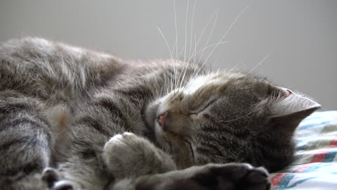 Dreaming Cat: Adorable Sleep Movements!