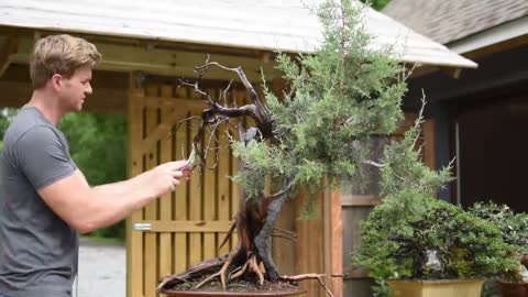 Bonsai Time-lapse | One-Seed Juniper