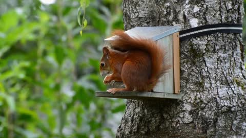 So beautiful Squirrel