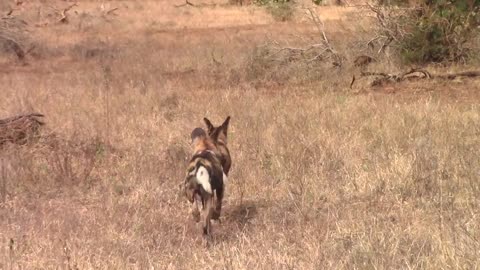 (Rare Sighting) African Wild Dog Alpha Pair Reproductive Behaviour...