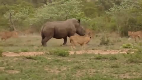 Leo has no control over the mother rhino. Rhino saves children from lions runs mortadella