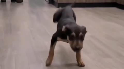 Dog dancing and having fun