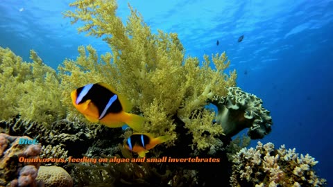 Aquarium 4K VIDEO (ULTRA HD) || Underwater Beauty with Clown fish