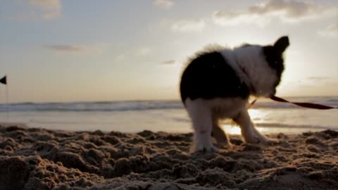 The dog plays by the beach on the dirt