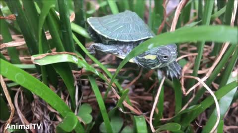 Turtle walking slowly