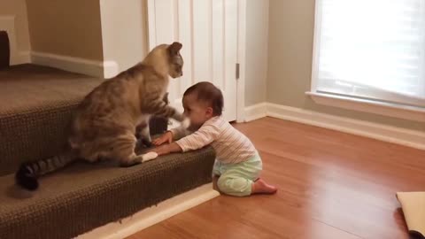 Cat, Puppy & Baby all play together in House