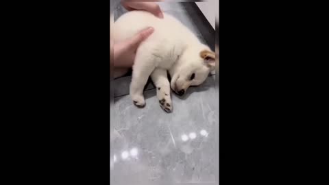 A lazy little puppy