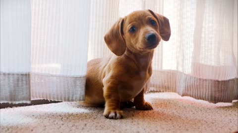 a dog wandering on a camera