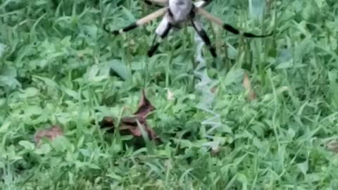 Creepy spider caught a bug