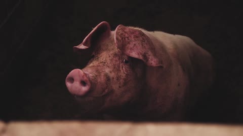 Pigs on an modern industrial pig farm stock video