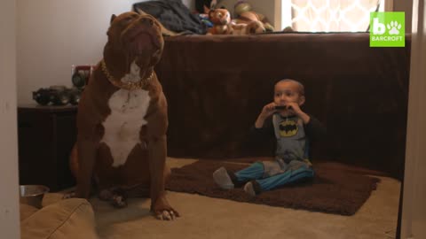 Giant Pit Bull Hulk & The Newborn Baby | DOG DYNASTY