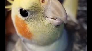 Adorable bird whistles his favorite song