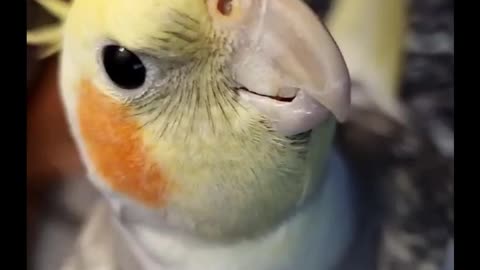 Adorable bird whistles his favorite song