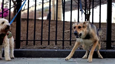 Real Guard Dog