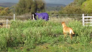 Horse incredibly herds sheep friends, playful pup turns it into mayhem