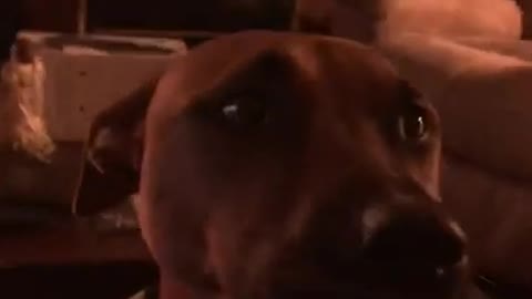 Extremely Vocal Doggy Chats It Up With Her Owner