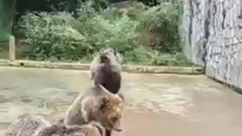 Funny Bear video