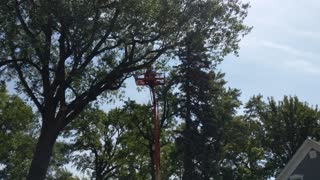 Tree Dismantling - Part 2