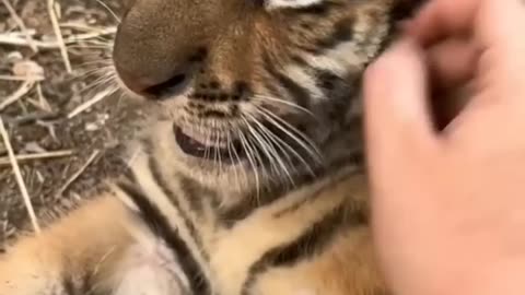Beautiful tiger cub 🥰🥰