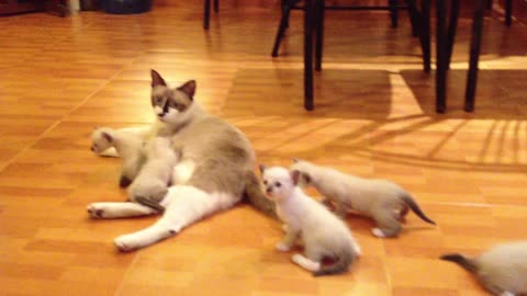 Petites et mère chat