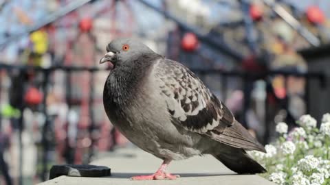 Cute Fatty Pigeon On The Street