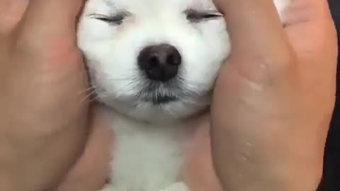 Cute pets make people happy