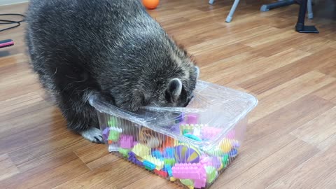 Raccoon finds and eats snacks in a toy box wrapped in bubble wrap