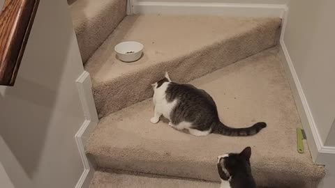 Cat Steals Food