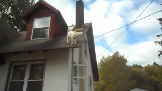 Two Goats Stuck On The Roof