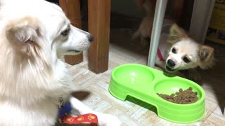 Two Dogs Having An Argument And Fighting Over Dog Food