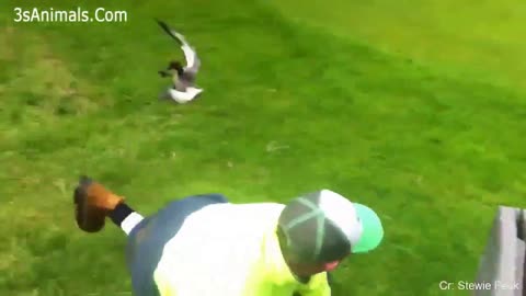 bird attacks man