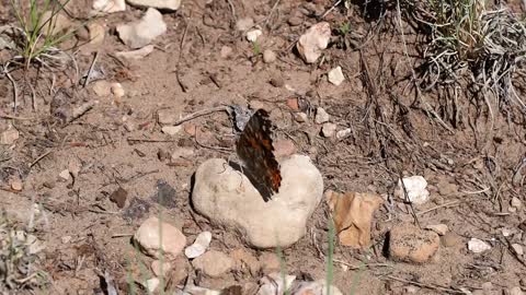 Butterfly afraid of african ant