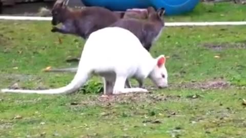 Albino Kangaroo 🦘 One Of The Albino Animals You Have Never Seen #shorts #kangaroo #albinokangaroo