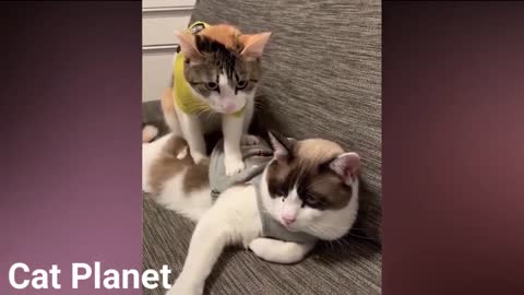 Best Cute Cats and Funny Cat Video Compilation 2021