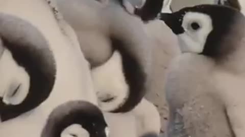 Sunbathing Emperor Penguins