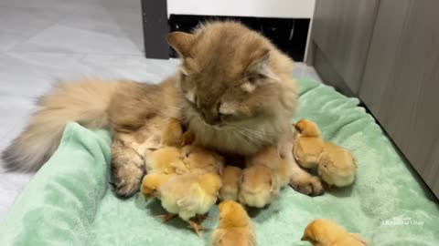 The hen suspects the kitten has stolen the chicks!The cat returned the chick to the hen.Funny cute🤣