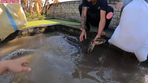 The young man struggled with two 500kg giant pythons in an abandoned lake