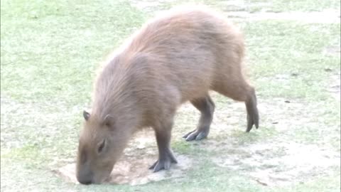 Capybaras from Brazil - Capivaras do Brasil