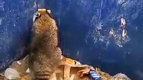 very smart raccoon