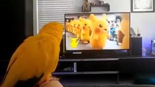 The parrot is a true fan