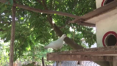 Dove house - white doves - animal