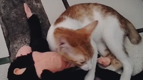 Cat playing monkey toy