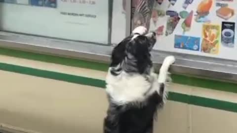 Dog waiting for the ice cream