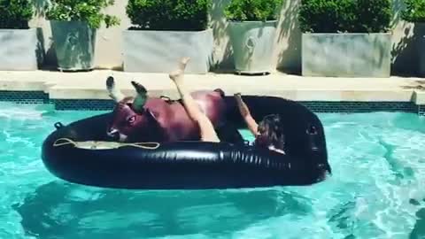 Sofia Vergara brinca com touro insuflável na piscina