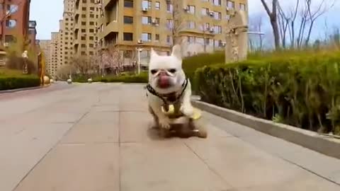 A Dog and His Board